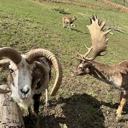 Arcychata Zakopane Zewnętrze zdjęcie