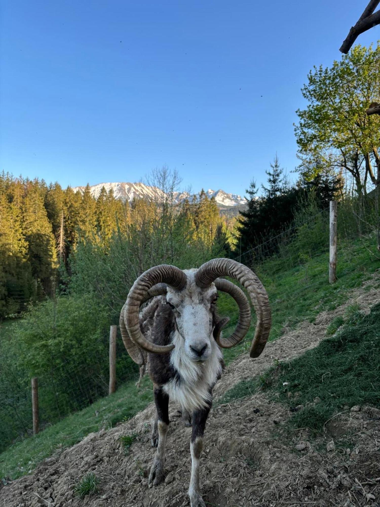Arcychata Zakopane Zewnętrze zdjęcie