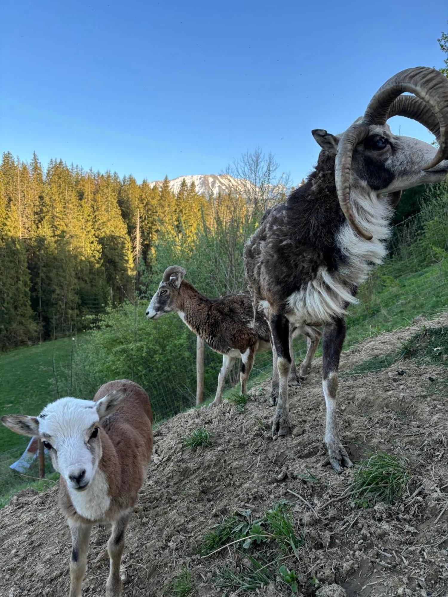 Arcychata Zakopane Zewnętrze zdjęcie